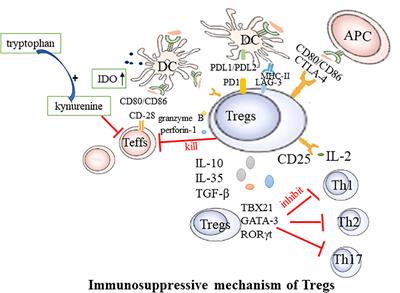 Augmenting regulatory T cells: new therapeutic strategy for rheumatoid arthritis